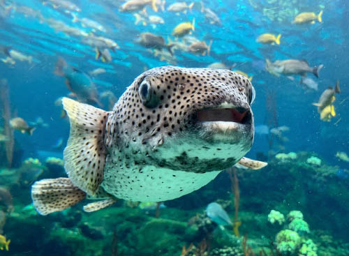 Florida Aquarium