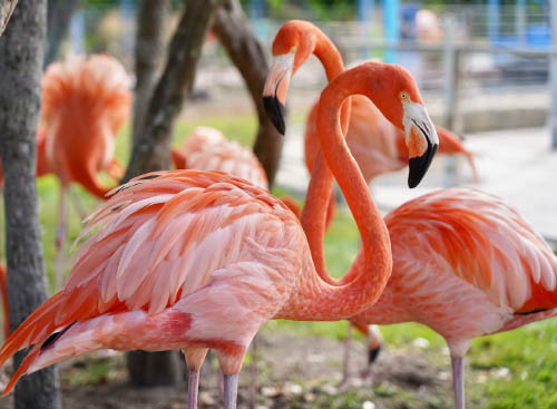 Flamingos