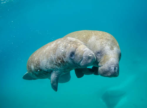 Manatee Park, Fort Myers, FL