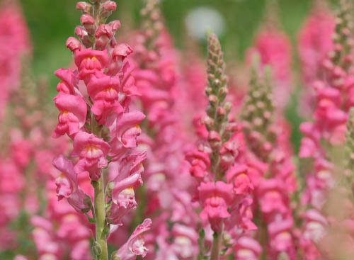 Pink snapdragons at Kanapaha