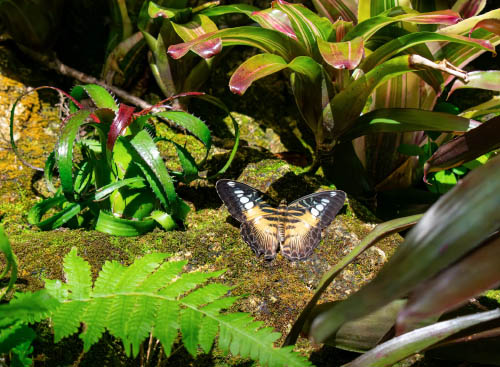 Butterfly in the gardens of the natural history museum