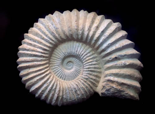 Fossil