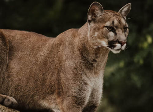 Mountain lion